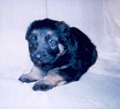 rocky as a pup